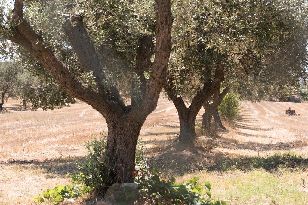 Agriturismo Casale San Benedetto Ceri المظهر الخارجي الصورة